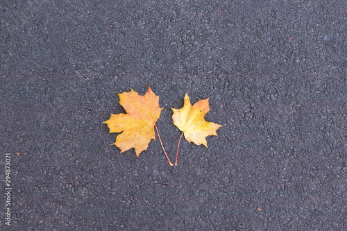 two maple leaves on asphalt