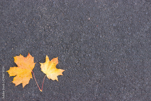 two maple leaves on asphalt