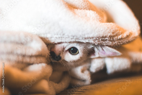 Cat hinding under blanket © John