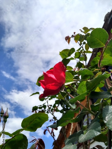 red rose in the sky