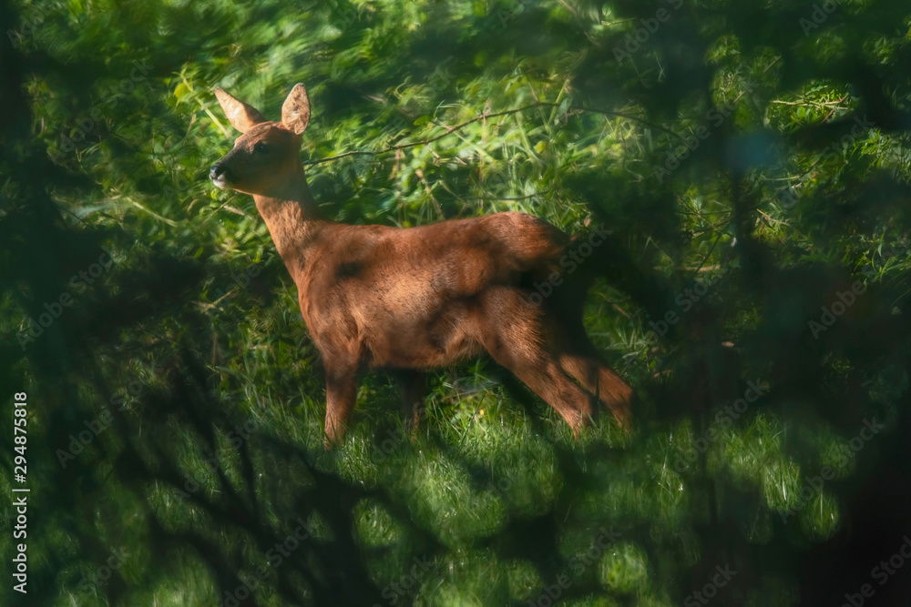 Roe deer in sunny meadow hidden behind bushes. - obrazy, fototapety, plakaty 