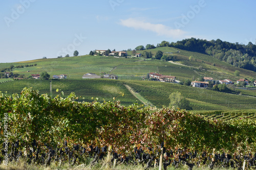 Langhe vineyards panorama