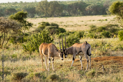 Oryx couple in the savannah of Samburu Park