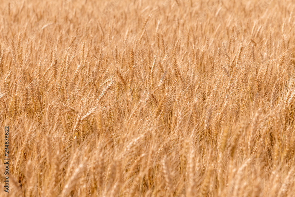Golden ripe cereal, background, close-up Golden ripe cereal, background, close-up