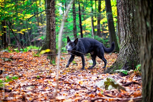 German Shepherd Dog In Autumn Forest