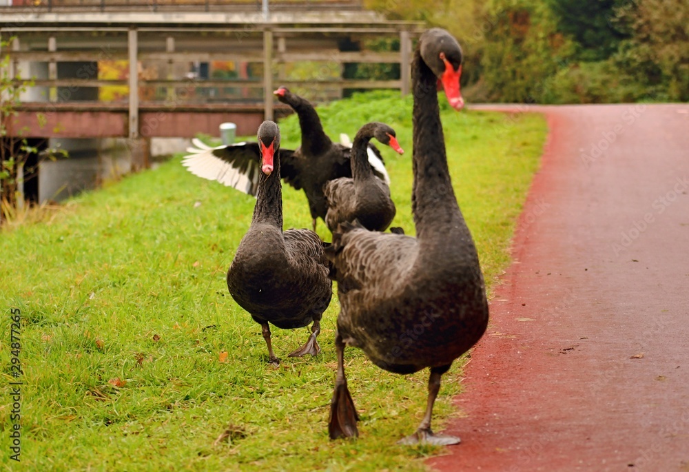 Fototapeta premium From all the most beautiful...