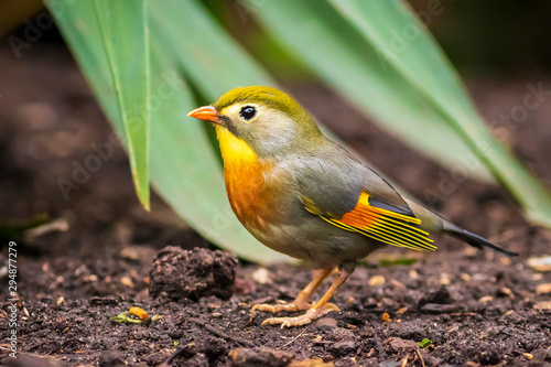 Картината върху платно Leiothrix lutea Red-billed leiothrix or Japanese nightingale