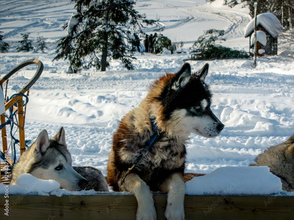 Naklejka premium Canadian Husky