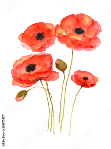 Red poppy art, watercolor painting hand drawn on isolated white background.