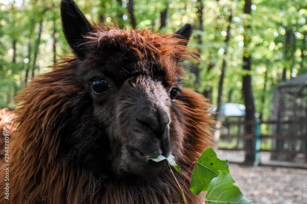 Closeup alpaca lama portrait outdoor