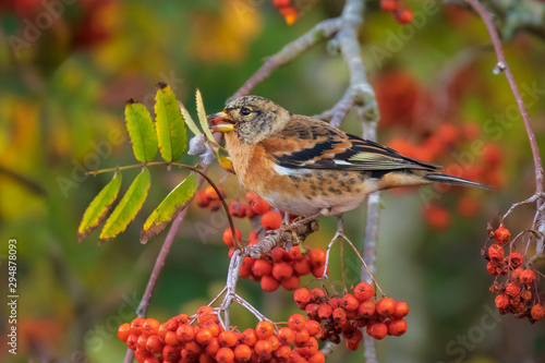 Male Brambling bird, Fringilla montifringilla, in winter plumage feeding berries © Sander Meertins