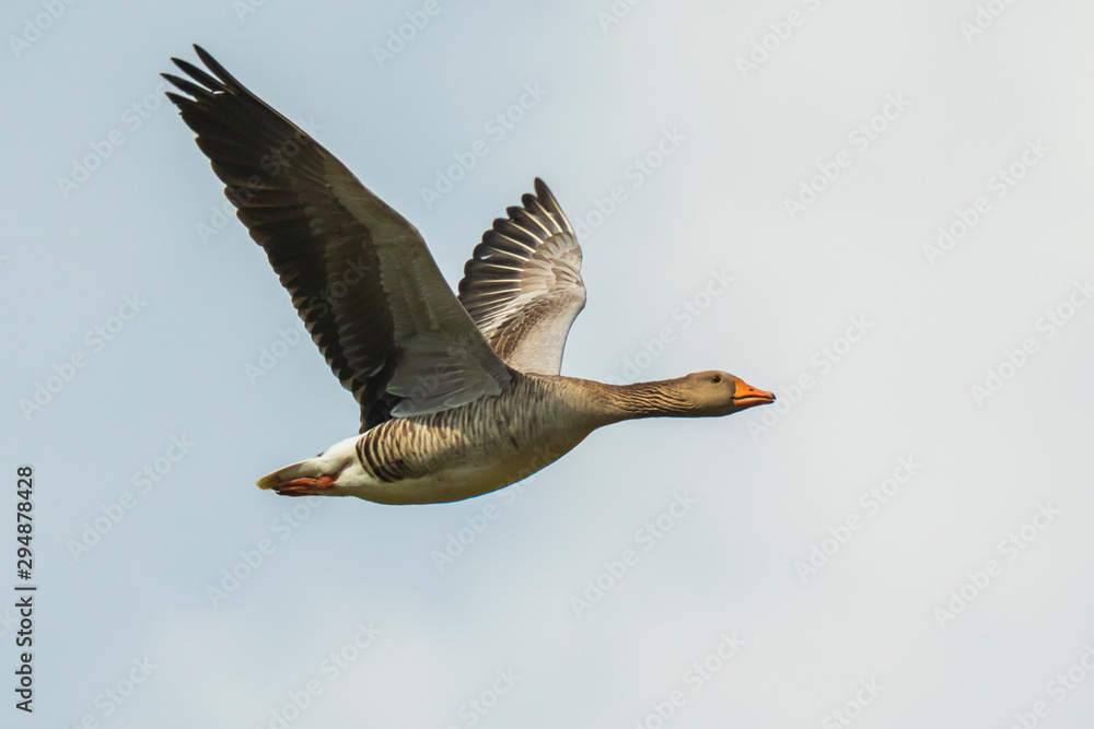 Fototapeta premium Greylag goose Anser Anser flight