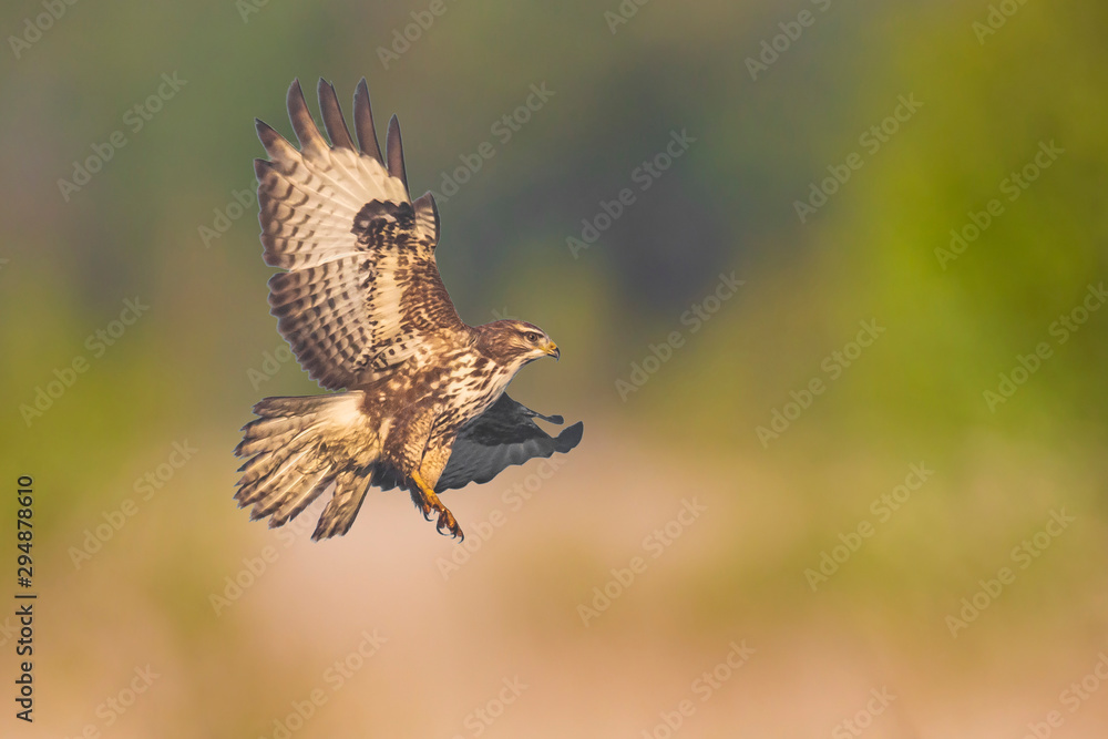 Fototapeta premium Common buzzard, Buteo buteo bird of prey , in flight, touching down and hunting