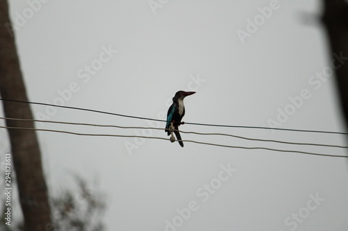 Woodpecker sitting in the electric wire © balamurugan