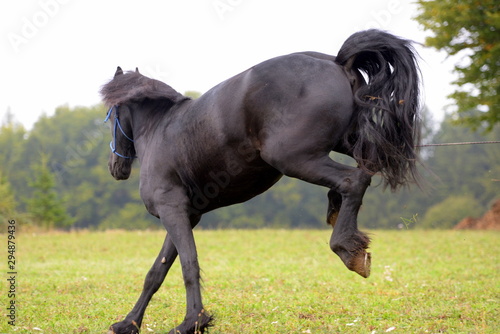 Fotografie Übermut. Schwarzes Pferd schlägt aus