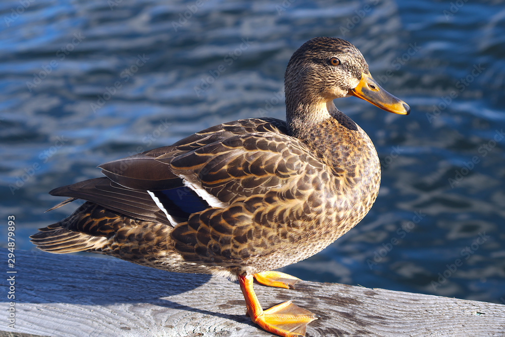 duck green mallard male wildlife hunting water bird nature duck green mallard male wildlife hunting water bird nature