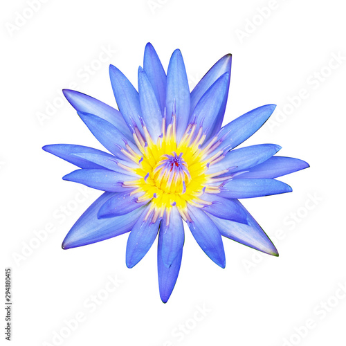 Photo beautiful  flower isolated on the white background.