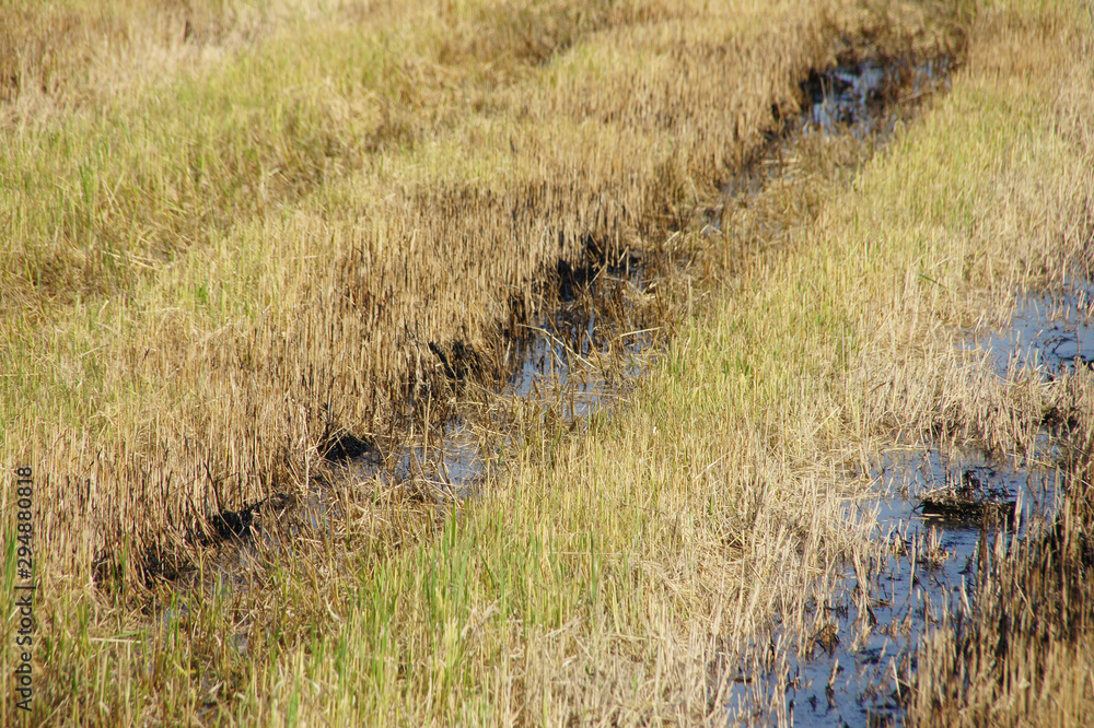the rice plants that have been harvested are left to dry. the rice plants that have been harvested are left to dry.