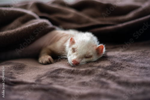 cute sleeping ferret