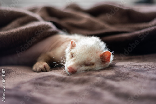 cute sleeping ferret