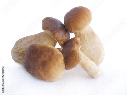 very tasty edible mushrooms cepe close up