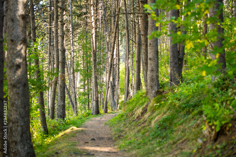 Obraz premium Forest trail zone in Andorra in late summer in the Pyrenees.