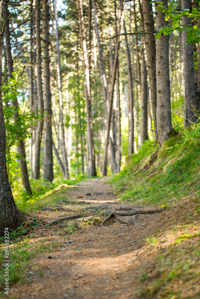 Forest trail zone in Andorra in late summer in the Pyrenees. Forest trail zone in Andorra in late summer in the Pyrenees.