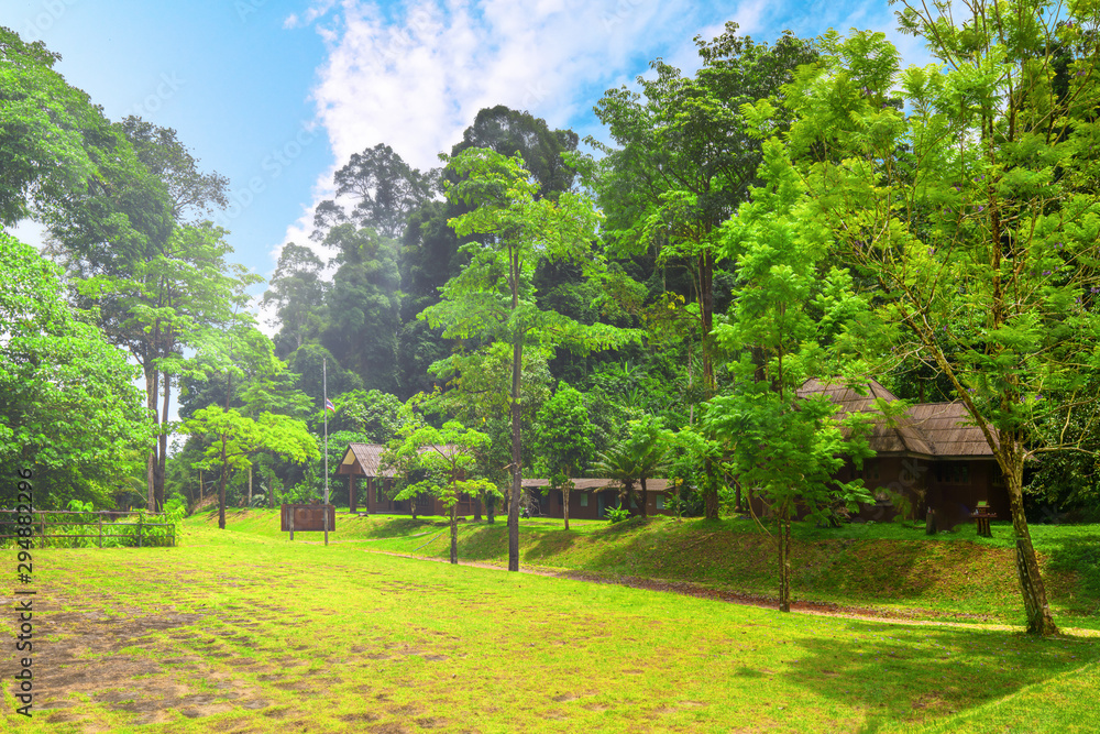 green glade in front of the forest in the Park Thailand
