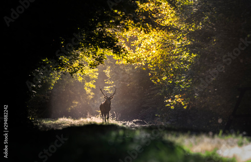 Le Roi des Foret