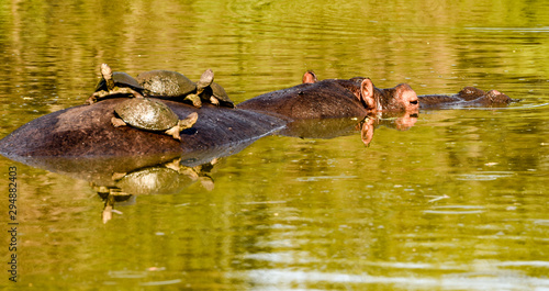 Hippopotamus with tortoises on his back