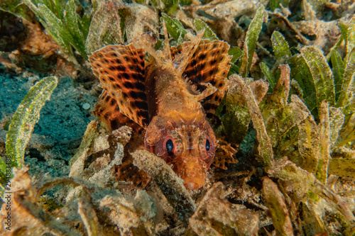 Lion fish in the Red Sea colorful fish  Eilat Israel