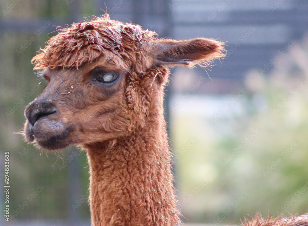 Fototapeta premium portrait of a alpaca