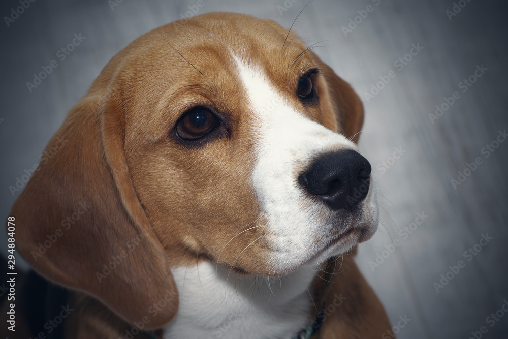 The Beagle dog looks guilty. The dog looks up sadly.