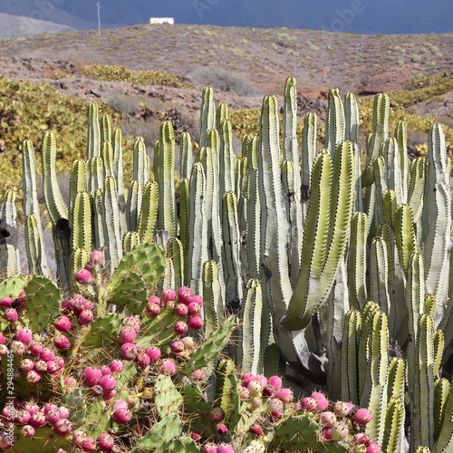 Canary Islands - Tenerife cactus plants