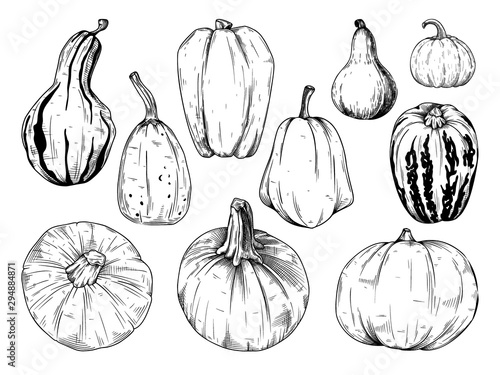 Hand drawn pumpkin set isolated on white background. Vector illustration