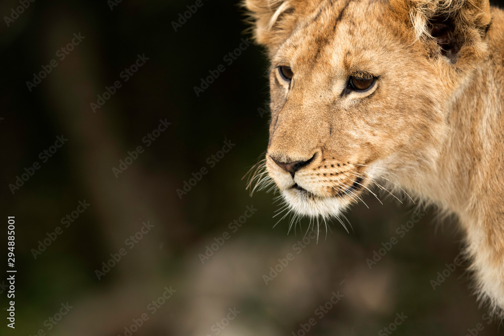 Closeup of a lion club, Masai Mara, Kenya
