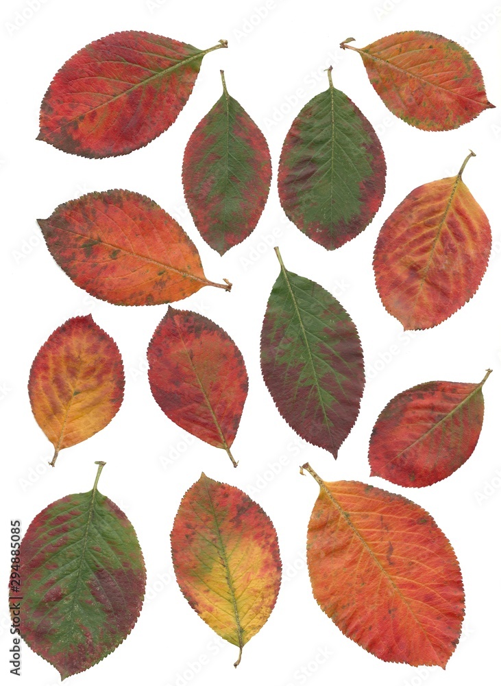 Obraz premium multicolor leaves of aronia bush at autumn close up