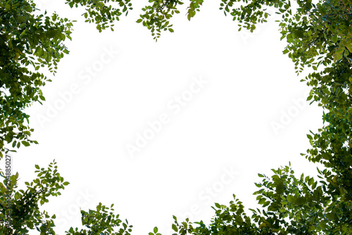 Frame  leaf  isolated on white background