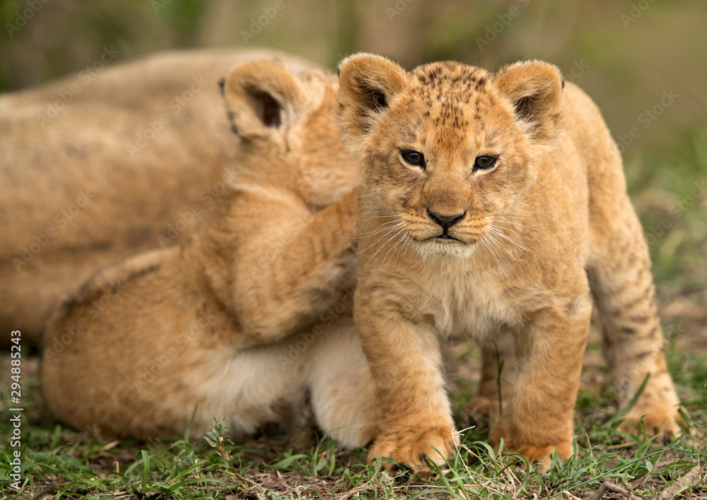 Lions cubs playing at Masai Mara grassland, Kenya