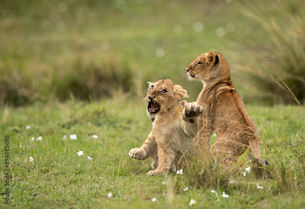 Fototapeta premium Lion cubs playing in Savannah, Masai Mara, Kenya