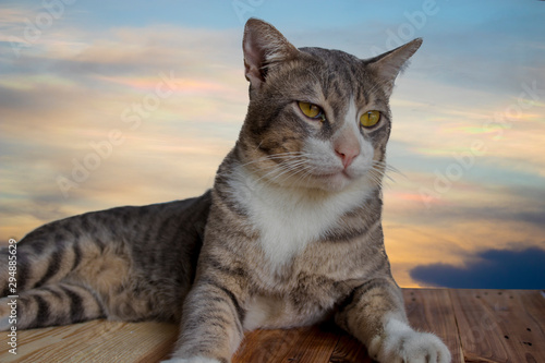 cat with sky during sunset background  © pichit
