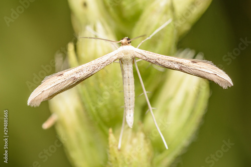 T-moth (Emmelina monodactyla) in nature