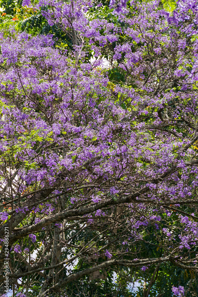 A blue Jacaranda tree (Jacaranda mimosifolia) in flower with indigo flowers on display, Kenya A blue Jacaranda tree (Jacaranda mimosifolia) in flower with indigo flowers on display, Kenya