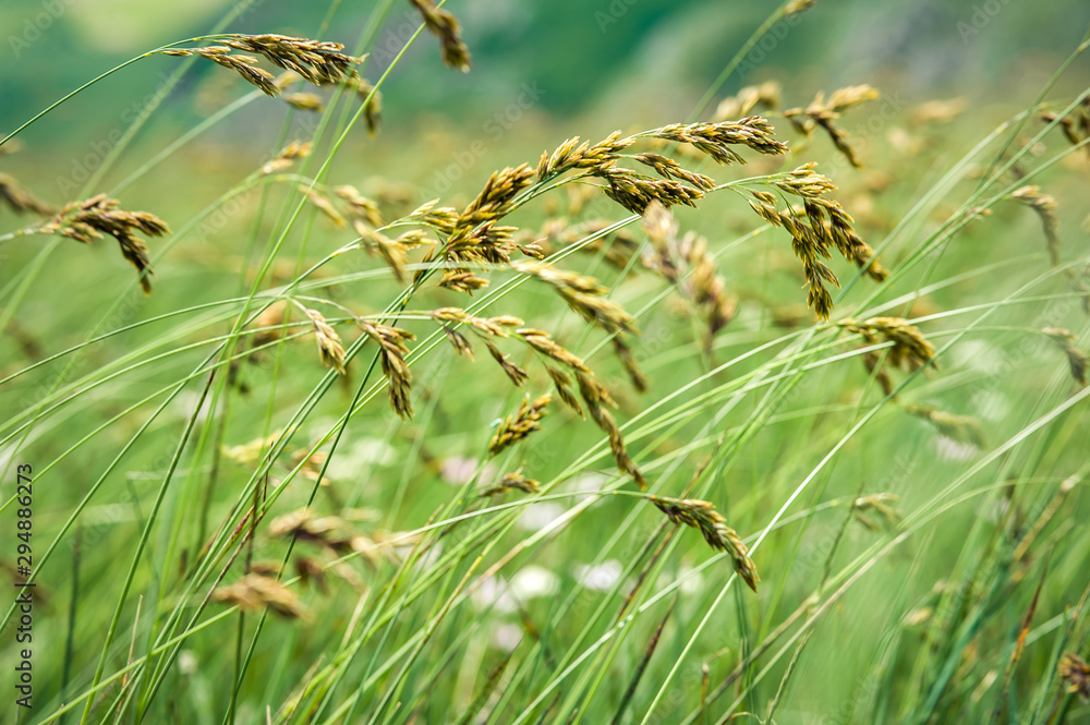 Wind blowing through flower grass at the top of mountains Wind blowing through flower grass at the top of mountains