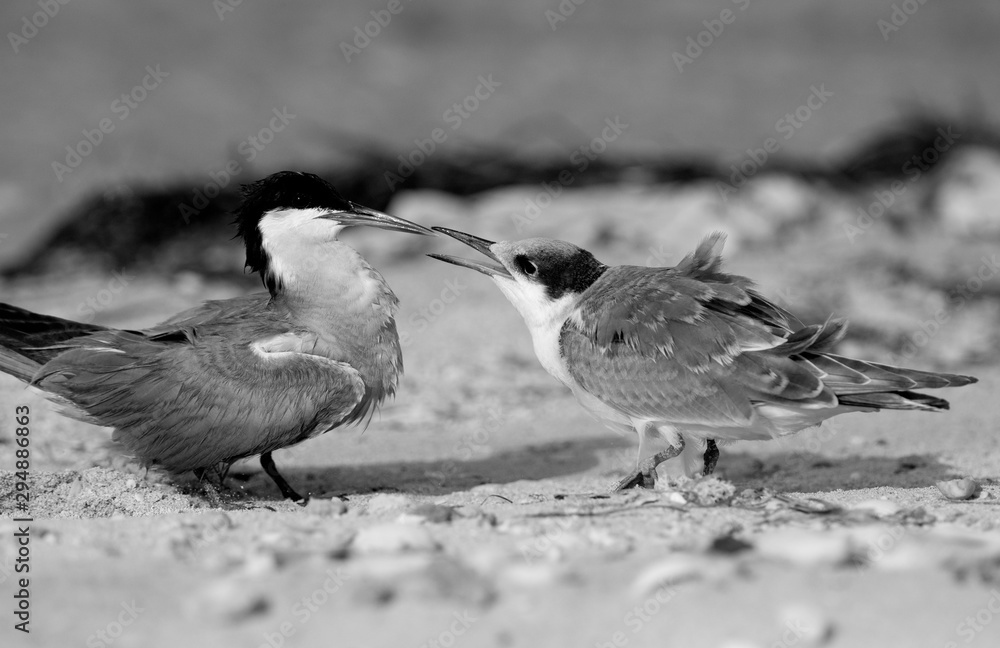 Fototapeta premium White-cheeked tern feeding her chick at Busaiteen coast