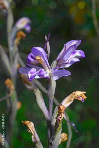 Violetter Dingel (Limodorum abortivum) - Violet Limodore / Violet bird's-nest orchid photo