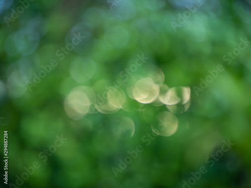 green nature bokeh  for background