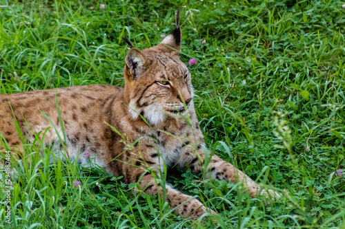 a boreal lynx resting in a green meadow © iker