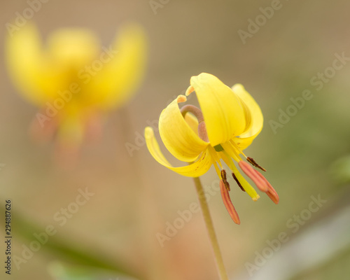 beautiful portrait of early spring trout lily with nicely blurred blossom in background