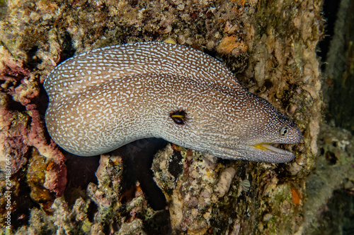 Moray eel Mooray lycodontis undulatus in the Red Sea  eilat israel